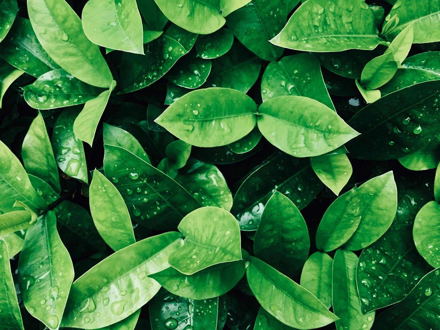 Il significato affascinante del verde: freschezza, armonia e crescita