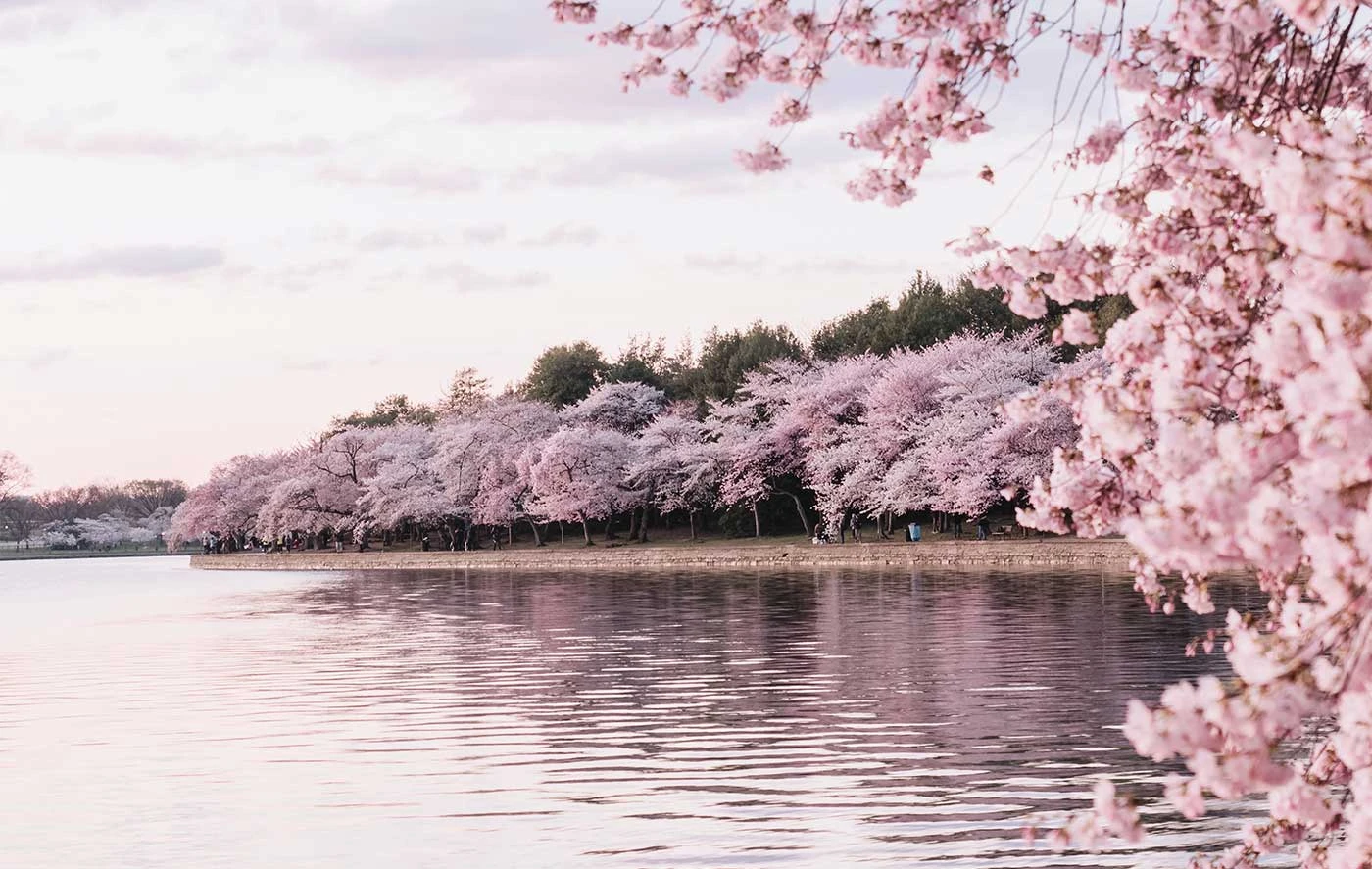 Ispirato a Sakura: Porta la Magia dei Fiori di Ciliegio nella Tua Casa