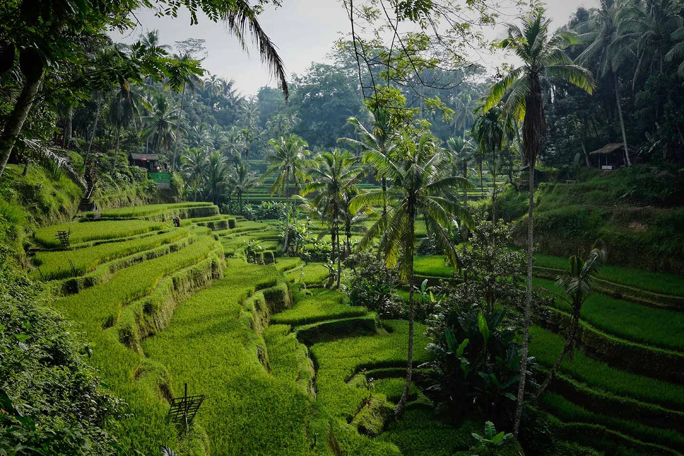 Vivere l'avventura di una vita: vacanze in camper in Asia