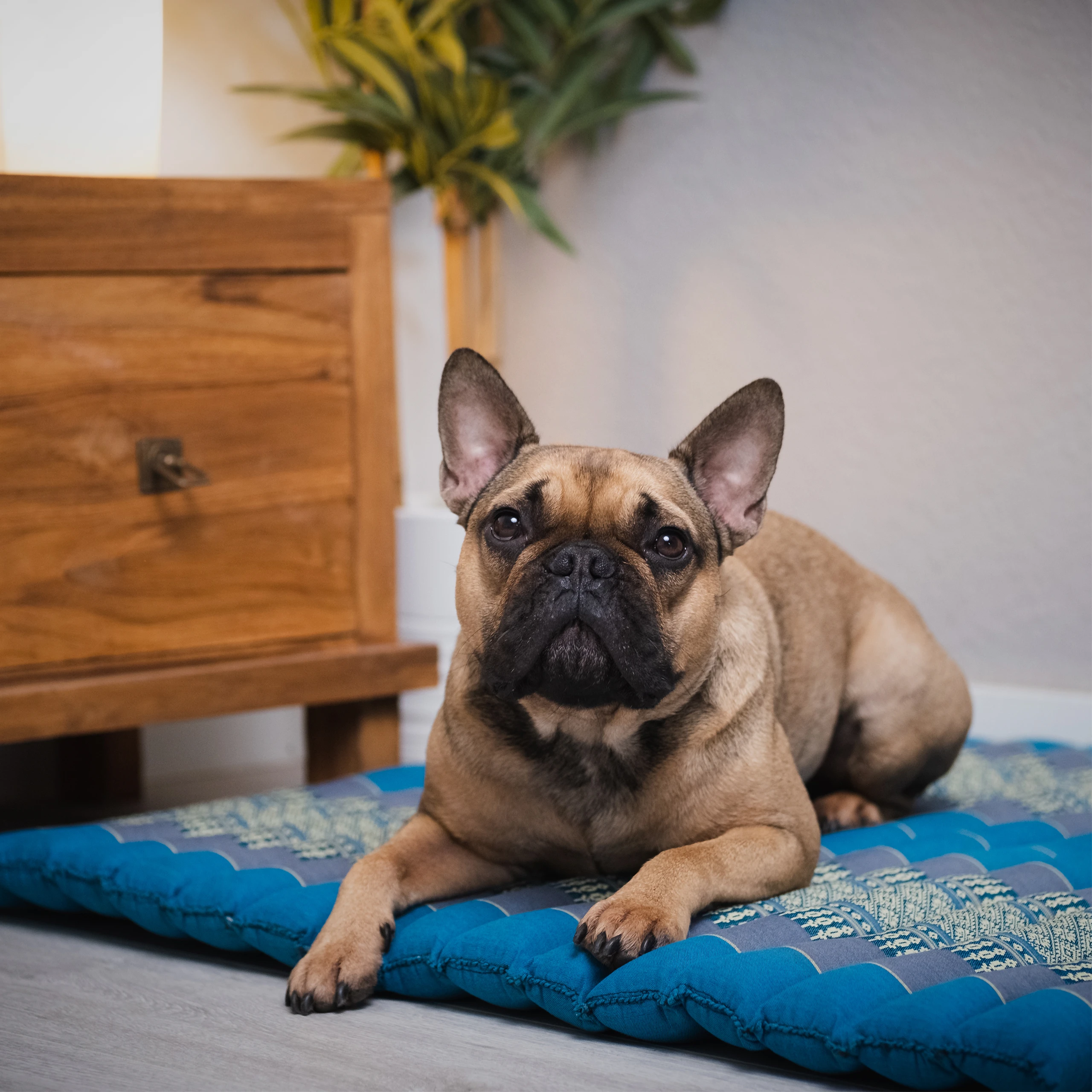 Cuscino da sedia 75 cm